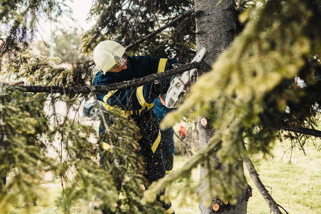 Tree Removal for Businesses in Inver Grove Heights, MN